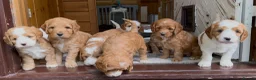 Australian Labradoodle dogs for sale: Fully health tested Australian Labradoodle puppies - Advert 1