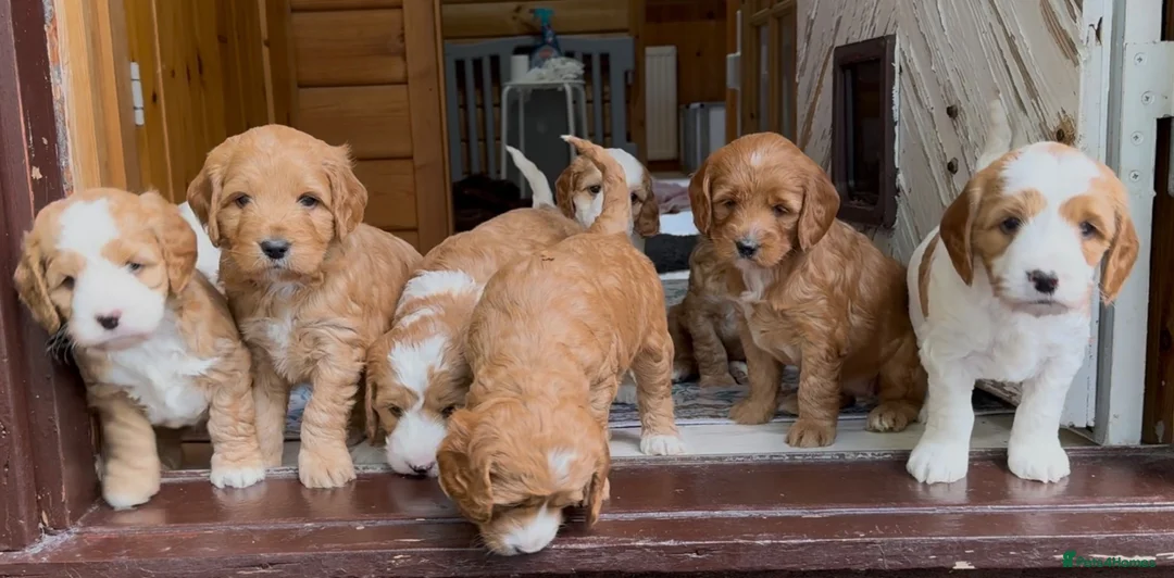 Australian Labradoodle dogs for sale: Fully health tested Australian Labradoodle puppies - Advert 1