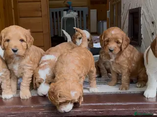 Australian Labradoodle dogs Fully health tested Australian Labradoodle puppies - Advert 17