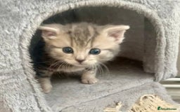 Mixed Breed cats for sale: Beautiful grey tabby  - Image 3