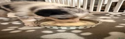 Border Collie dogs for sale: Blue Merle Tri Border Collie Puppies - Advert 7