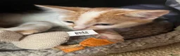 Domestic Shorthair cats for sale: Beautiful 13 week old male kitten needs new home. - Advert 8
