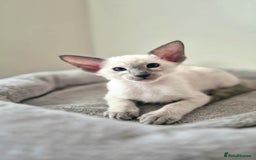 Oriental cats for sale: Oriental and Siamese Gccf registered kittens. - Image 18