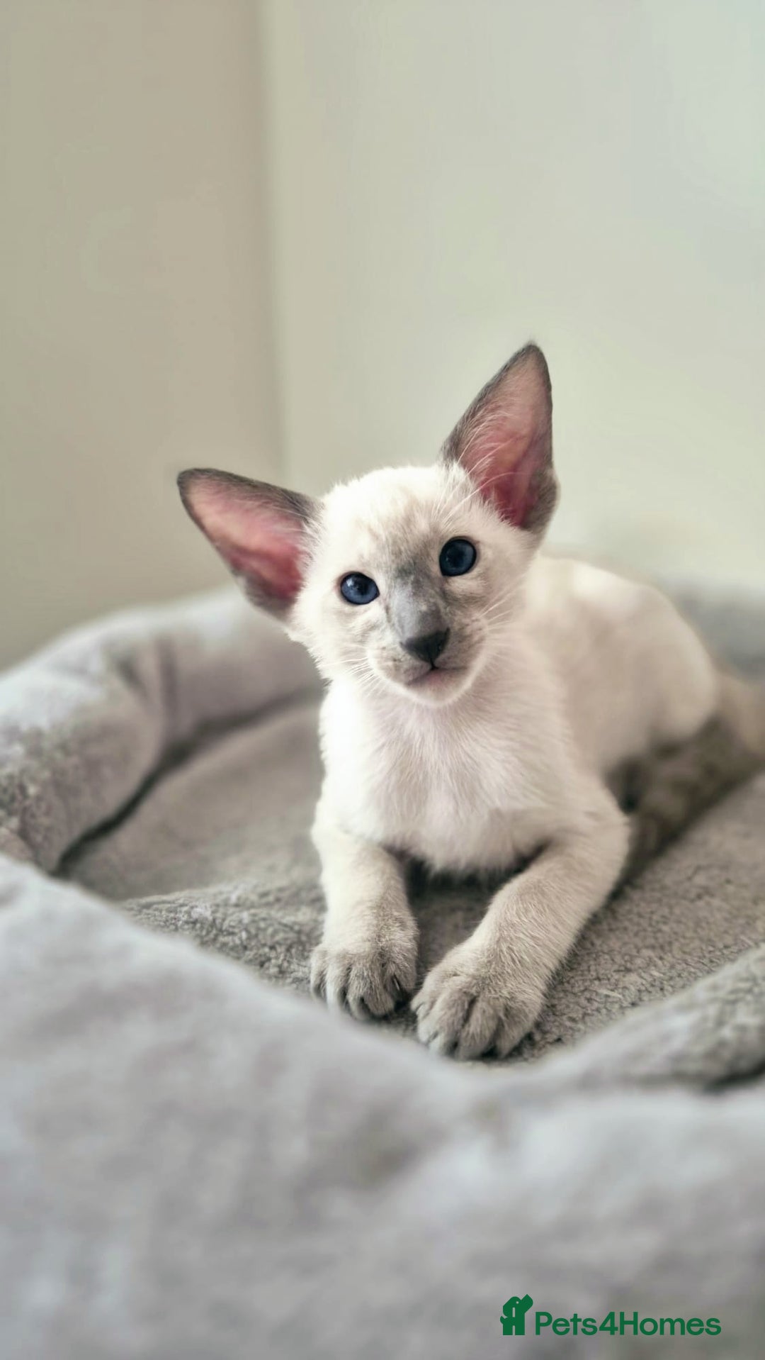 Oriental cats for sale: Oriental and Siamese Gccf registered kittens. - Image 18