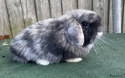 Mini Lop rabbits for sale: TOP QUALITY baby mini lops - Image 14
