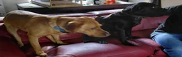 Labrador Retriever dogs for sale: Red fox and black lab retriever puppies. - Advert 4