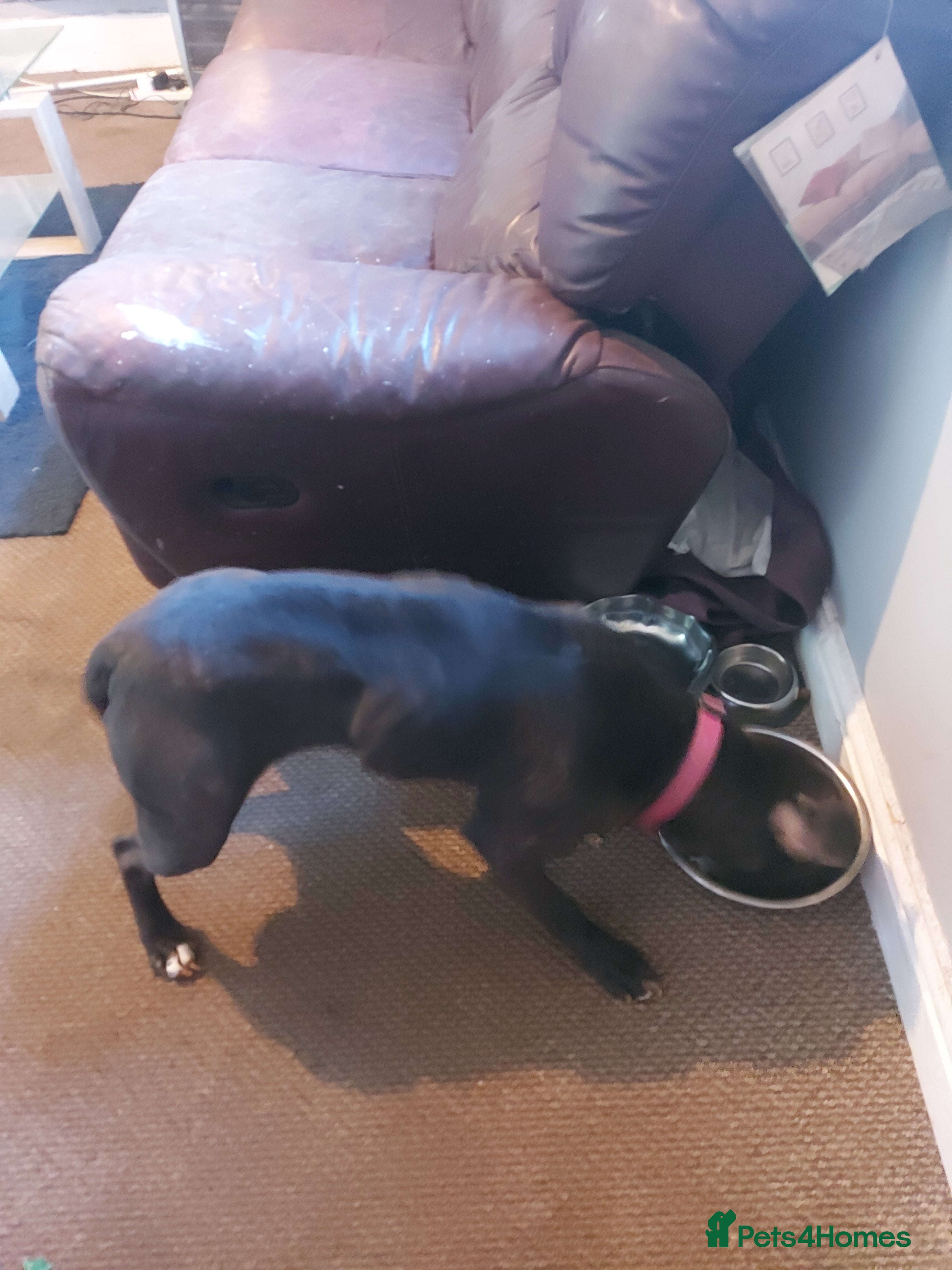 Mixed Breed dogs Labrador/staffy in Barrow-in-Furness - Advert 1