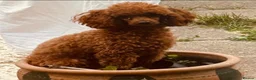 Toy Poodle dogs for sale: Waiting List Open 💞🏆 - Advert 7