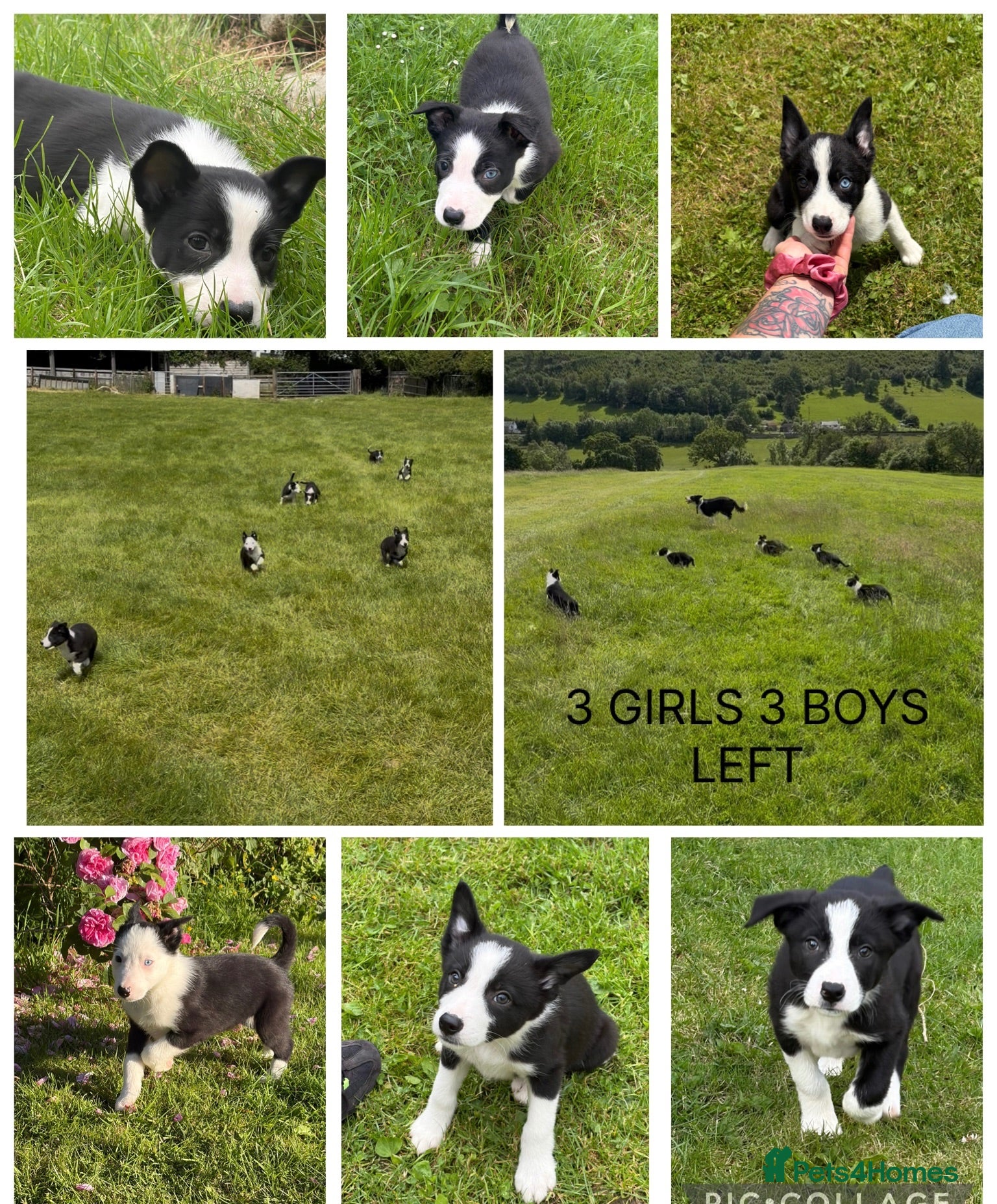 Border Collie dogs ⭐️BORDER COLLIE PUPS⭐️ READY TO GO - Advert 6