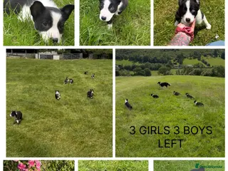 Border Collie dogs ⭐️BORDER COLLIE PUPS⭐️ READY TO GO - Advert 6