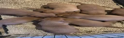 Labrador Retriever dogs for stud: Fox Red Labrador Stud Dog Available for studding - Advert 17