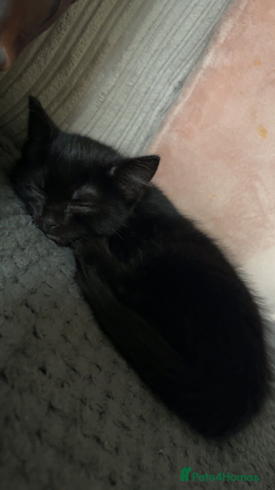 Mixed Breed cats for sale: Male & female kittens - Image 9