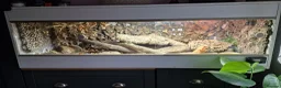 Bearded Dragon reptiles for sale: Bearded Dragon  in Bolton - Advert 3