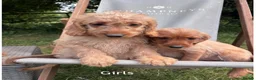 Labradoodle dogs for sale: Adorable Small Labradoodle Puppies - Advert 14