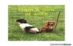 Sprocker dogs for sale: Exceptionally Bred F1 Sprockers from FTCH lines - Image 12