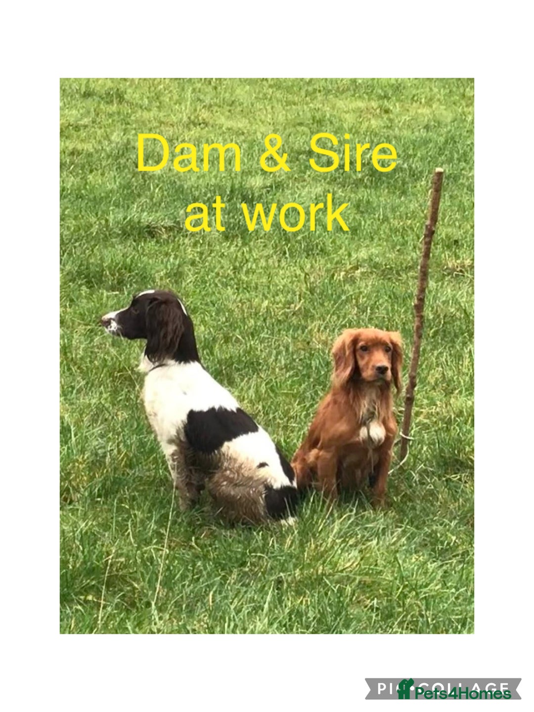 Sprocker dogs for sale: Exceptionally Bred F1 Sprockers from FTCH lines - Image 12