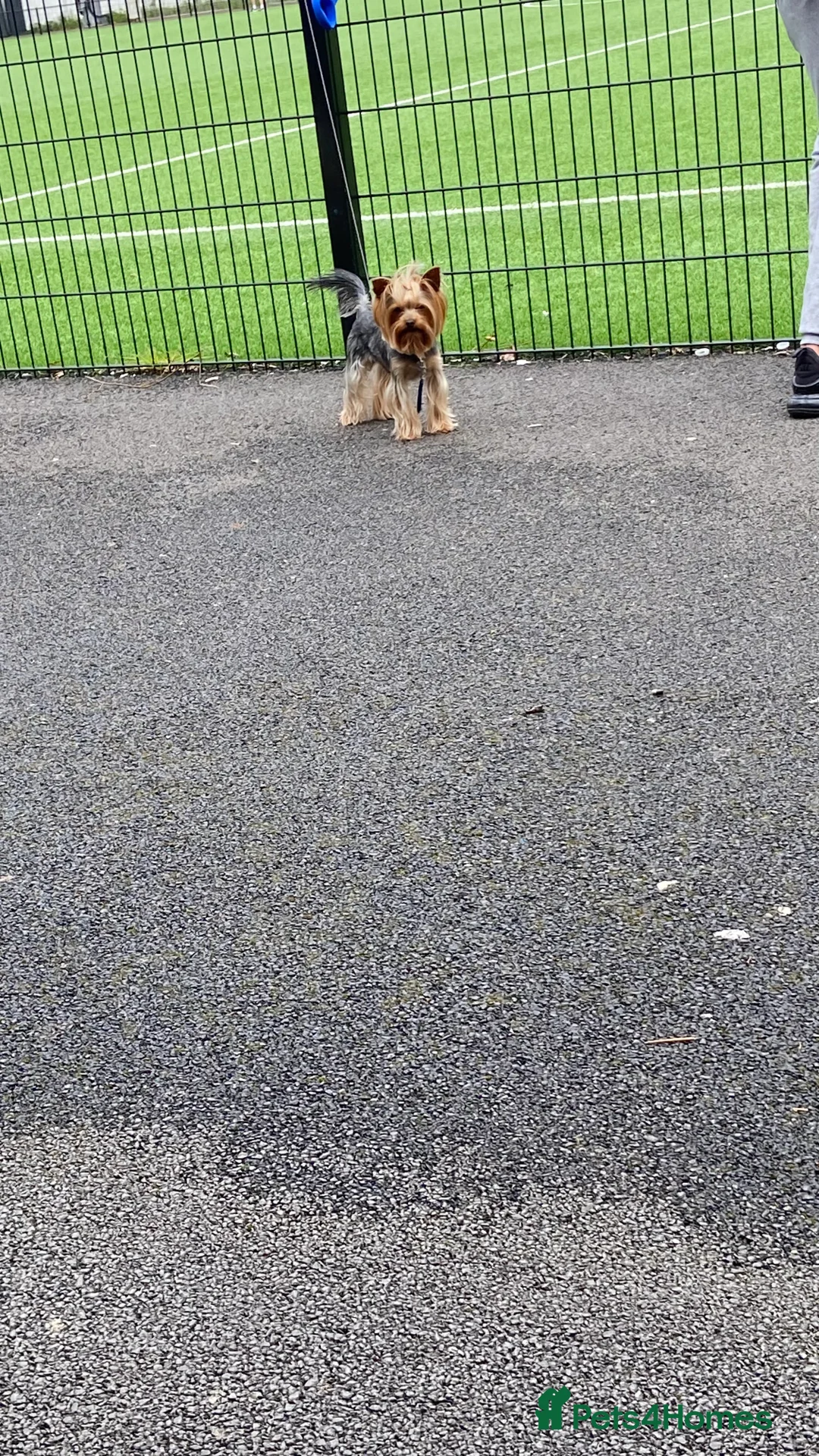 Yorkshire Terrier dogs for stud: Yorkshire terrier for stud  in Hornchurch - Advert 24