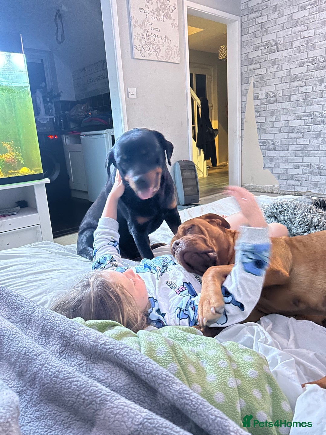 Rottweiler dogs for sale: Beautiful Rottie girl for forever home only - Advert 2