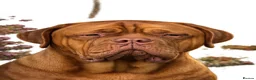 Dogue De Bordeaux dogs for sale: Exceptional KC registered Chunky Puppies  - Advert 9