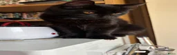 Domestic Shorthair cats for sale: Friendly Domestic Short Cat in Smethwick - Advert 4