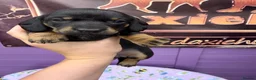 Dachshund dogs for sale: 3 adorable standard dachshund girls available  - Advert 16