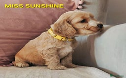 Cocker Spaniel dogs for sale: Stunning! Golden Kc Show Type Cocker Spaniels. - Advert 14