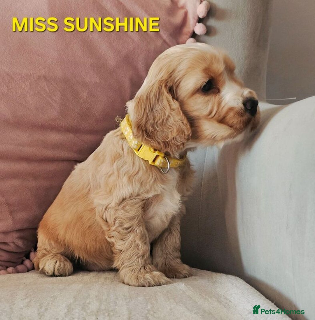 Cocker Spaniel dogs for sale: Stunning! Golden Kc Show Type Cocker Spaniels. - Advert 14