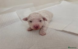 Bichon Frise dogs for sale: Pure Bichon frise for sale in Bromsgrove  in Bromsgrove - Image 7