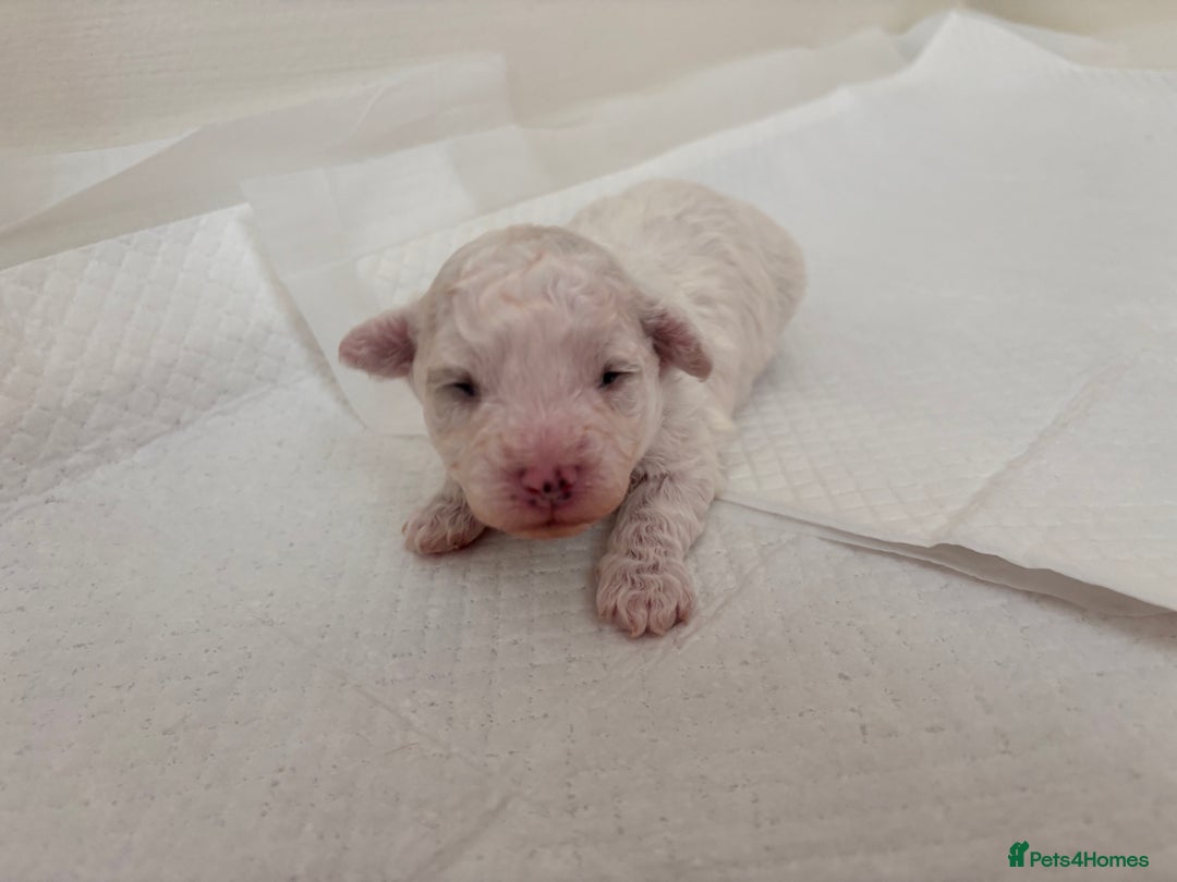 Bichon Frise dogs for sale: Pure Bichon frise for sale in Bromsgrove  in Bromsgrove - Image 7