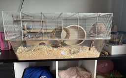 Gerbil rodents for sale: 2 lovely Gerbils - Image 1