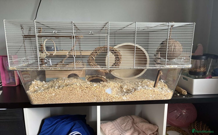 Gerbil rodents - Advert 13