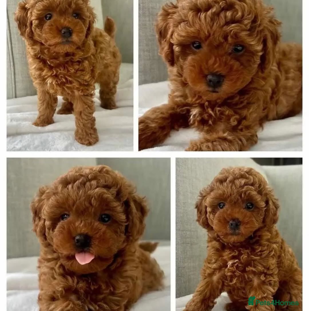 Toy Poodle dogs for sale: 🌸 Toy Poodle Puppies– Tiny Hearts Full of Love 🌸 - Image 3