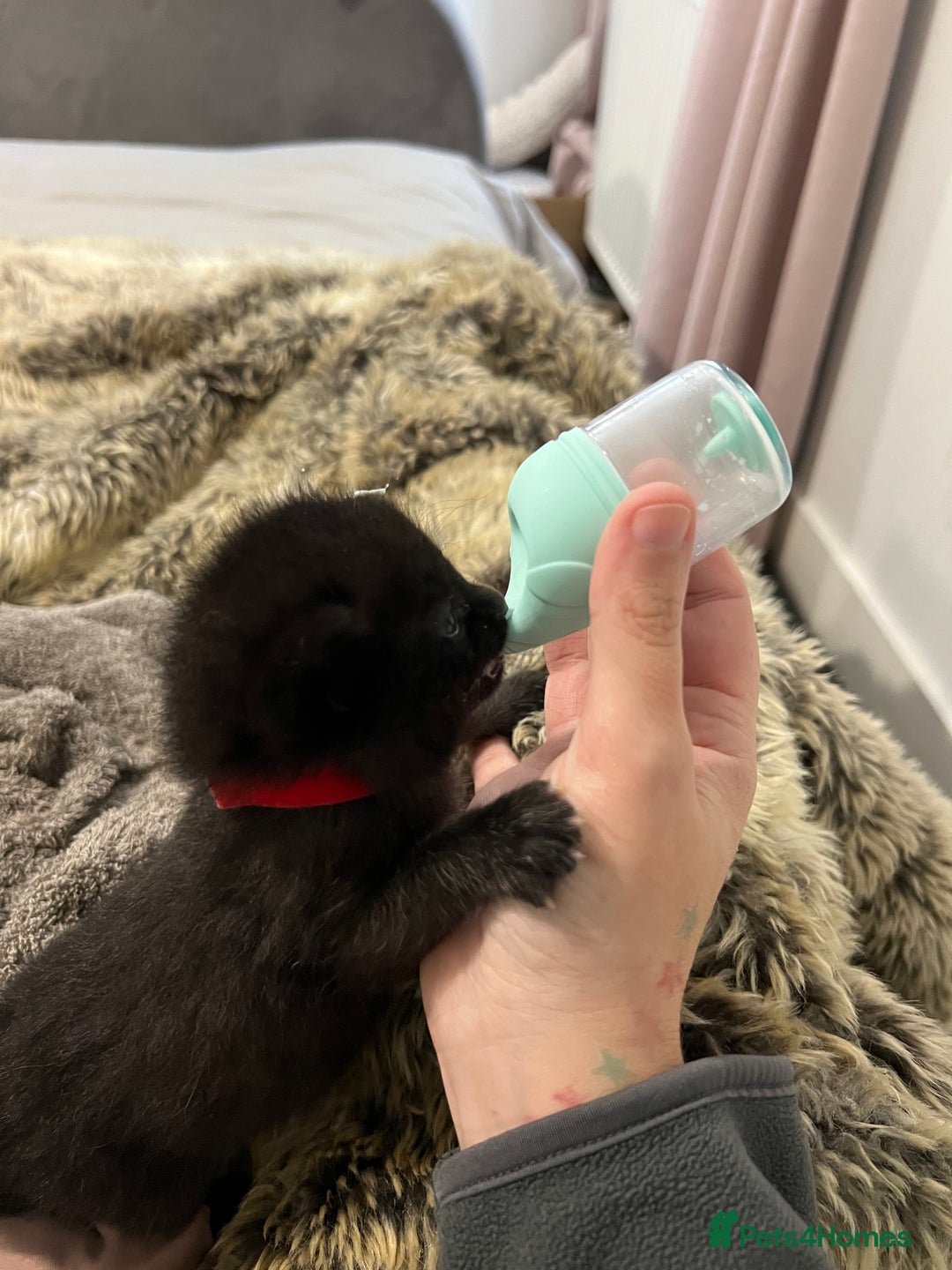 Mixed Breed cats for sale: Precious litter of kittens  - Image 6