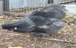 Chickens poultry for sale: Silkie cockerell - Advert 3