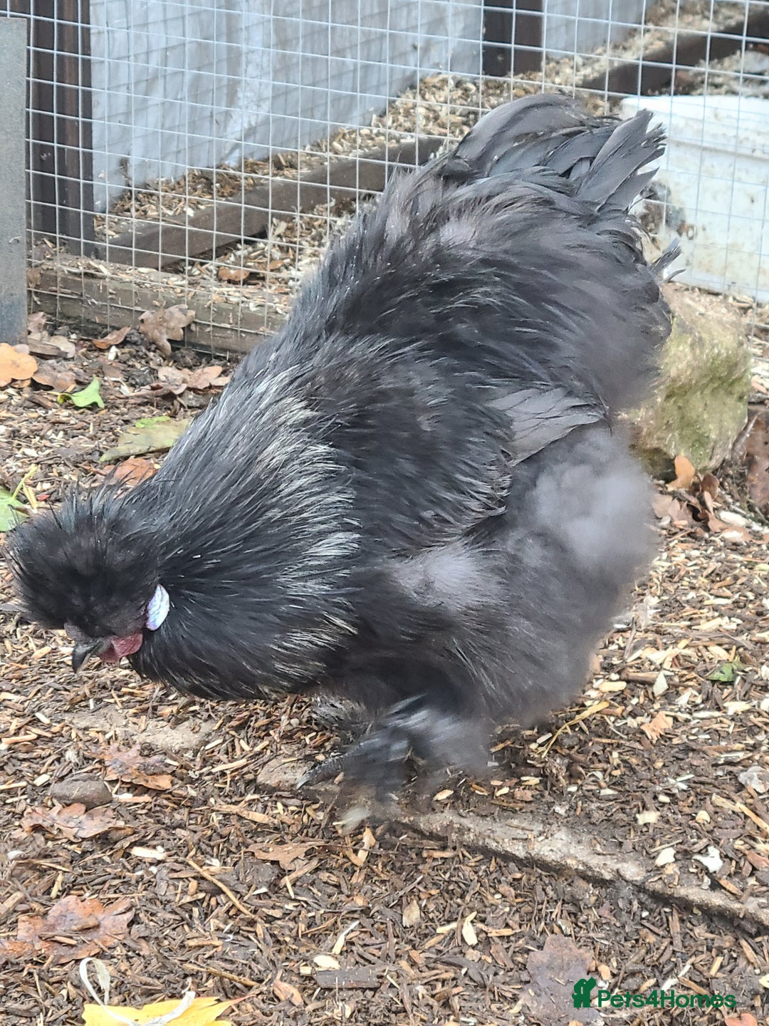Chickens poultry for sale: Silkie cockerell - Advert 3