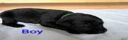 Labrador Retriever dogs for sale: Black Labrador Puppies  - Advert 5