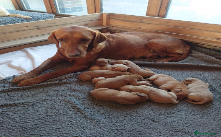 Labrador Retriever dogs - Advert 2