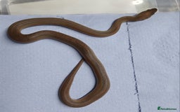 Python Snake reptiles for sale: Reduced Pattern Granite Spotted Python - Image 1