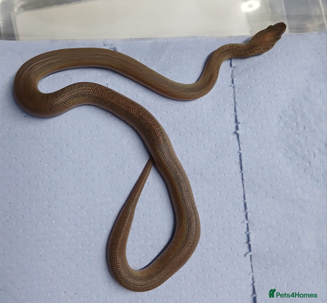 Python Snake reptiles for sale: Reduced Pattern Granite Spotted Python - Image 1