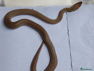 Python Snake reptiles - Advert 38
