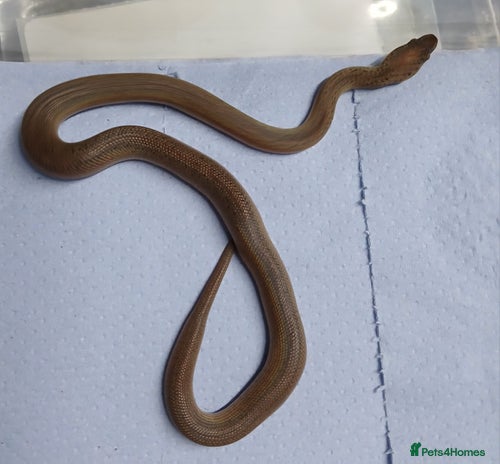 Python Snake reptiles - Advert 14