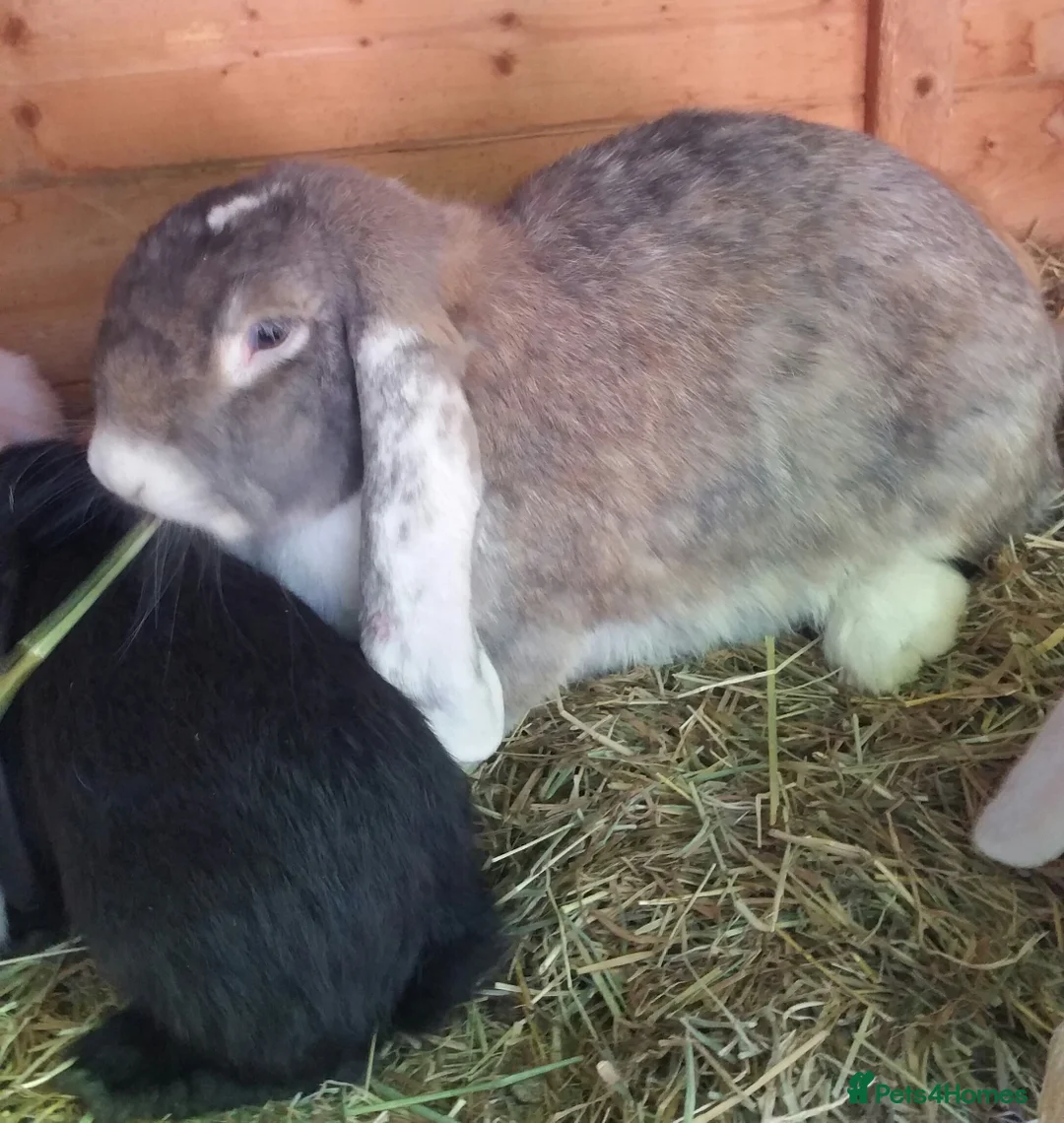 French Lop rabbits for sale: Giant French Lop Adult Doe - REHOME - VACCINATED  - Advert 5
