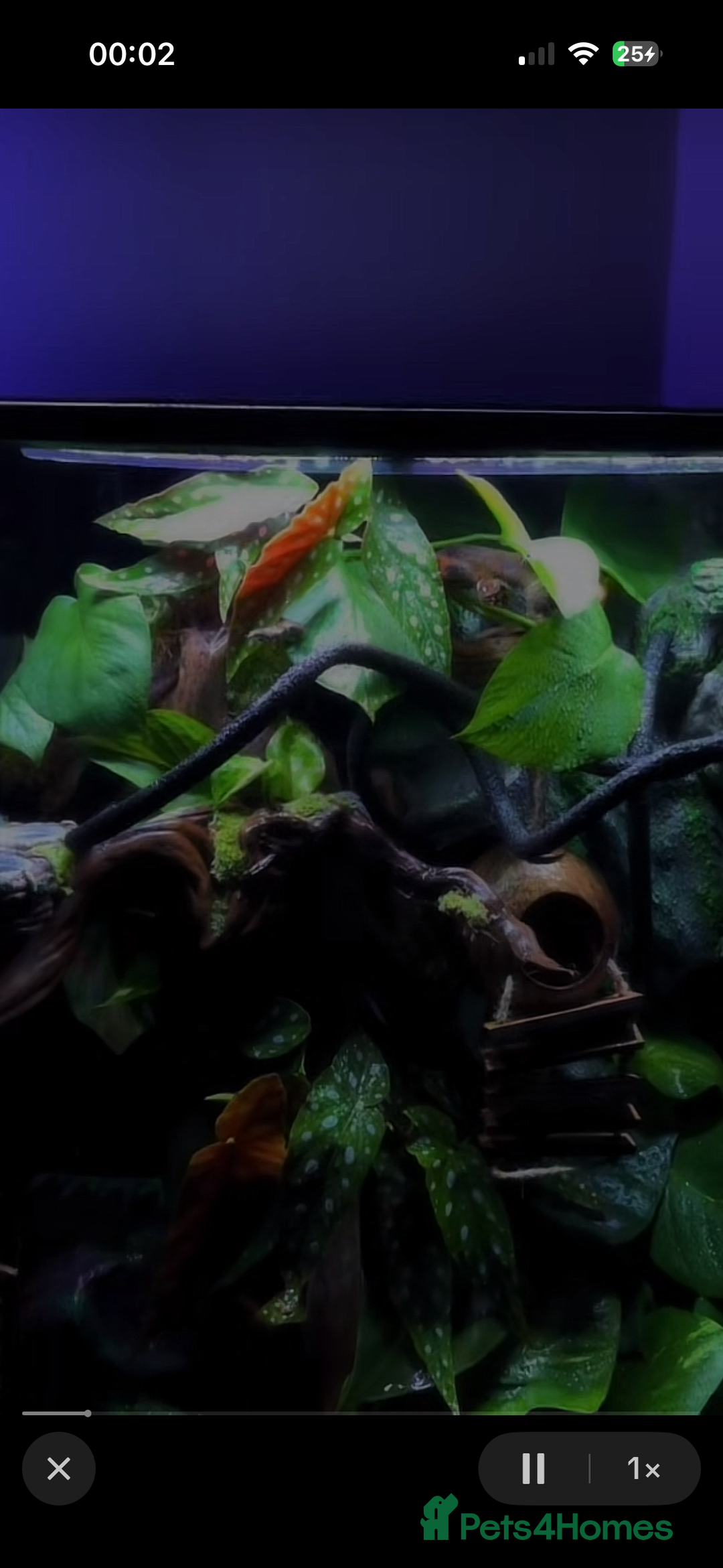 Gecko reptiles for sale: Exo terra 60x45x90 + trio of crested geckos  - Advert 7