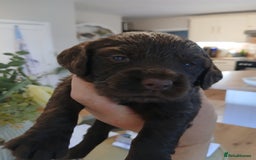 Sprocker dogs for sale: Beautiful cocker x sprocker pups - Image 6