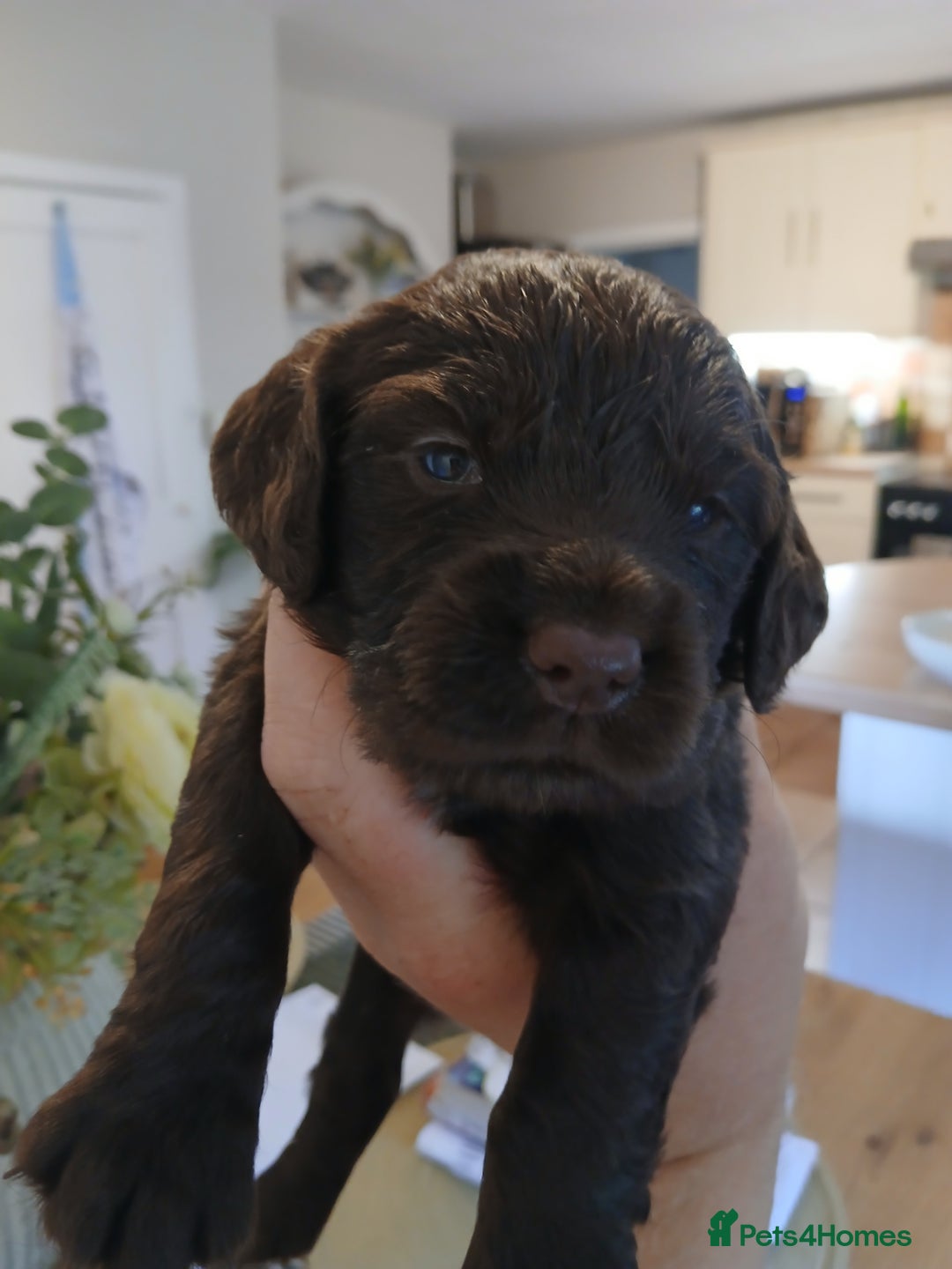 Sprocker dogs for sale: Beautiful cocker x sprocker pups - Image 6