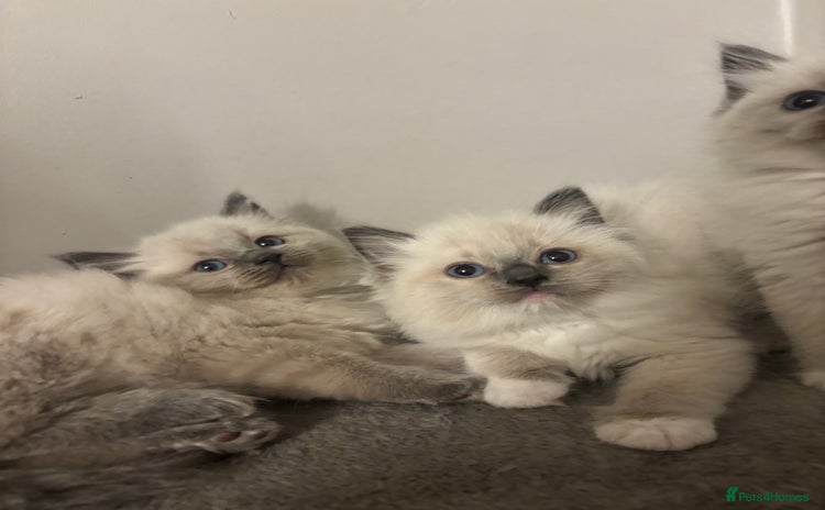 Ragdoll cats - Advert 10