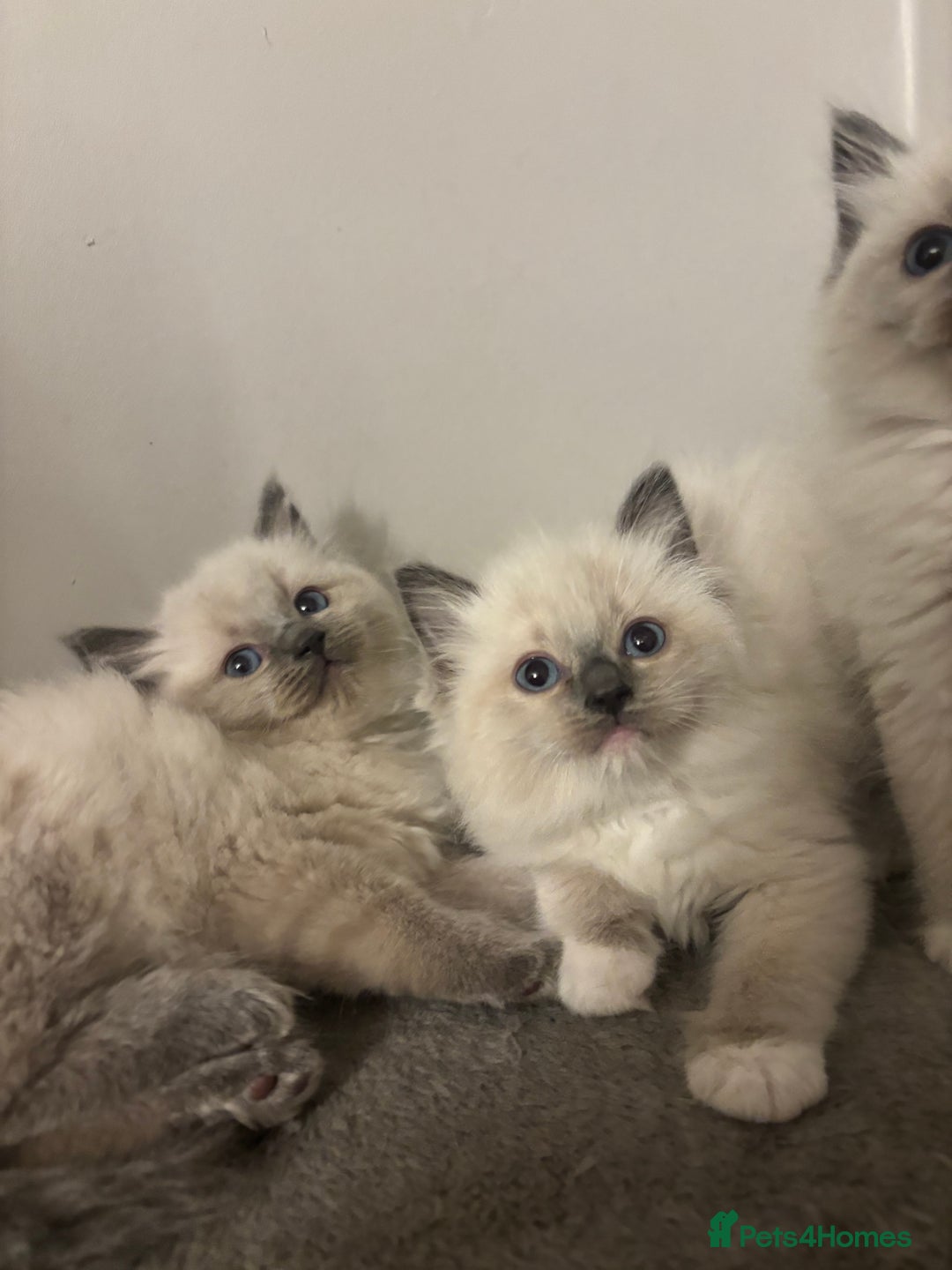 Ragdoll cats for sale: AMAZING QUALITY PEDIGREE HCM/PKD CLEAR KITTENS  - Image 1