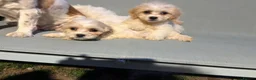 Cavapoo dogs for sale: Cutest little Cavapoo’s FULLY HEALTH checked - Advert 22