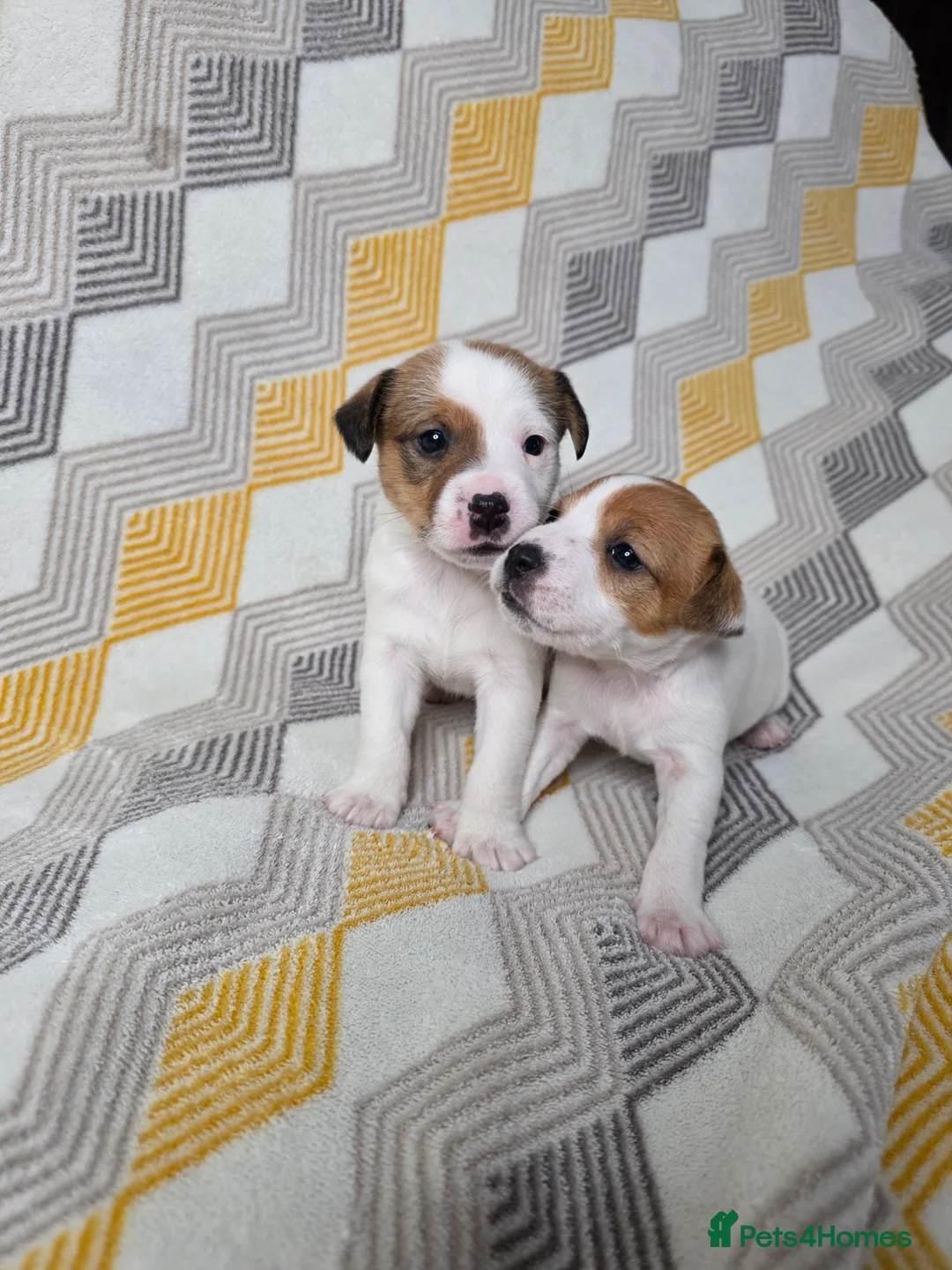 Jack Russell dogs for sale: 6 Jack Russell puppies  - Advert 6