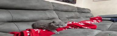 British Shorthair 5